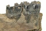 Fossil Woolly Rhino (Coelodonta) Mandible Section - Siberia #225187-4